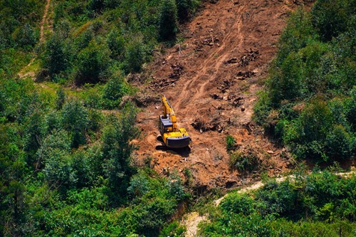 photo of deforestation 